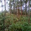 Land at Upper Matasia thumb 9