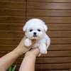 Beautiful Teacup Poodle puppies available male and female thumb 0
