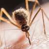 ‎Bed Bug Exterminators Kiserian/Athi River/ABC Place/Karura thumb 2