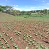 40X80ft PLOT FOR SALE AT KENOL. 100MTRS FROM HIGHWAY thumb 2