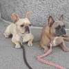 Dog Trainers Nairobi - Dog & Puppy Trainers thumb 9