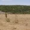 0.25 ac Land at Kipkorgot thumb 31