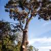 Tree Removal | Tree Cutting | Tree Services | Landscaping & Gardening Services.Get a free quote. thumb 7
