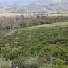 1/4 Acre Land For sale in Nakuru, Miti Mingi thumb 3