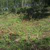 Lovely Quarter ( 1 / 4 ) Acre Land in Ngong thumb 12
