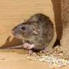 Rat Control: Expert Treatment for Rat Infestations Nairobi thumb 2