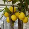 Plant A Lemon Tree In Your Backyard ! thumb 6