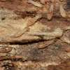 Borer and Termite Control Services Services.Request a quote thumb 3