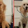 Mobile Dog Grooming in Nairobi | Book an appointment thumb 3