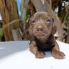 Miniature dachshund thumb 2