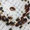 Bed Bug Removal Githunguri/Ruiru/Juja/Thika/Thogoto/Kikuyu thumb 3