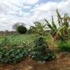 30 acres of land for sale in Makindu Makueni County thumb 3