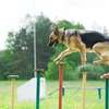 Best Dog Grooming In Nairobi - Pet Services thumb 14