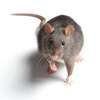 Rat Control: Expert Treatment for Rat Infestations Nairobi thumb 7