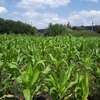 Lovely Quarter (1/4) Acre Plots in Ngong thumb 0