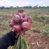 Onions thumb 1