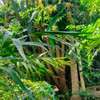 10 Bed House with En Suite at Milimani thumb 3