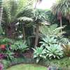 Expert Gardening Services in Nairobi thumb 7