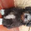 HAVANESE PUPPIES AVAILABLE thumb 0