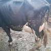 Powerful Frisian breed thumb 4