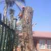 Nairobi Tree cutting & pruning experts | Landscaping & Gardening Services.Get A Free Quote Now. thumb 1