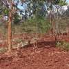Kenol town commercial/residential plots for sale thumb 5