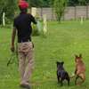 Professional Dog Training Services in Nairobi Kenya thumb 0