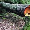 Bestcare Professional tree felling,Tree cutting,Tree Pruning & Trimming Specialists. thumb 8