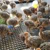 OSTRICH CHICKS FOR SALE. thumb 2