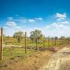 0.5 Acre land For Sale in Naivasha,Kedong ranch thumb 1
