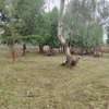 1/2 acre for sale Karen off ndege road thumb 0
