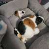 Guinea Pig thumb 1