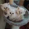 Cute male and female Persian kittens available now. thumb 0