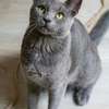 Russian blue kitten for rehoming thumb 2