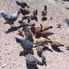 Mixed Heritage Chickens Young Adults Various Colors thumb 3