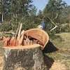 Cheap Tree Cutting Services Nairobi and Surrounding. thumb 5