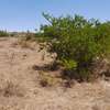 0.25 ac Land at Kipkorgot thumb 19