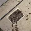 Bed Bug Removal in Rongai-‎Get a Free Quote Now thumb 3