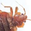 Bed bug pest control Mountain View,Kabete,Ndumbuini,Kinoo thumb 13