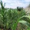 Quarter Acre Land for sale at Syokimau thumb 3