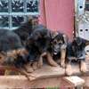 German shepherd dog for sale 2-3 months old(females) thumb 1