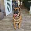 Nairobi's Best Dog Training - Lifetime Guaranteed Results thumb 2