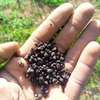 Homed Lime Co. Agricultural Lime Fine Powder Kenya thumb 2