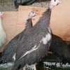 SELLING GUINEA FOWLS 4½ MONTHS thumb 0