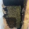 Honey Bee Services | Bee Removal Services/Bee Control/Honey Bee  Removal & Control Services. thumb 8
