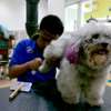 Bestcare Pet Care Services-Dog Wash,Pet Grooming,Dog Sitters,Dog Grooming,Dog Training & More.Free Consultation thumb 4
