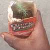 Mexican Cypress seeds|CEDAR SEEDS| Seedlings for sale thumb 4