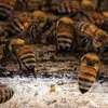 Nairobi Killer Bees Removal Service -Available 24/7 thumb 2