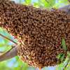 Bee nest removal.We guarantee the lowest price.Call the experts today. thumb 4