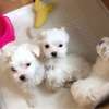 Two Teacup Maltese Puppies Needs a New Family thumb 0